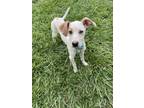 Adopt America a Australian Cattle Dog / Blue Heeler