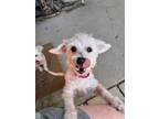 Adopt Mary Jo a Poodle
