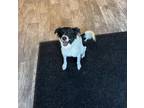Adopt Snoopy (PW 941) a American Eskimo Dog