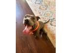 Adopt Penny a Pit Bull Terrier, Mixed Breed