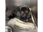 Adopt Maxine a Mixed Breed