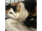 Adopt Calico a Domestic Short Hair