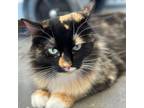 Adopt Miss Campfire a Domestic Short Hair