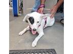 Adopt Anni a Australian Cattle Dog / Blue Heeler, Boxer