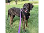 Adopt Stella a Plott Hound