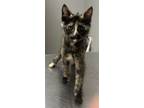 Adopt Dazzle a Domestic Short Hair