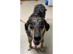 Adopt Lana (Maple) a Hound, Mixed Breed