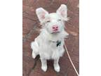 Adopt Angelica a Australian Shepherd