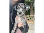 Adopt Daphne a Labrador Retriever, Australian Shepherd