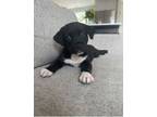 Adopt * Eloise - Adoption Pending a Labrador Retriever, Australian Shepherd