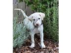 Adopt Hyacinth a Labrador Retriever, Australian Shepherd
