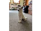 Adopt Dandelion a American Eskimo Dog
