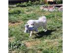 Adopt Desi a American Eskimo Dog