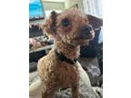 Adopt Callie a Poodle