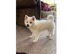 Adopt Dewdrop a American Eskimo Dog