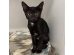 Adopt Marcie a Domestic Short Hair