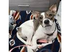 Adopt Rhiannon a Rat Terrier