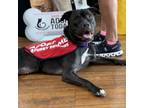 Adopt Journey a Black Labrador Retriever