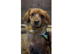 Adopt Olive a Mixed Breed