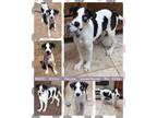 Adopt MAGIC a Australian Shepherd, Shepherd