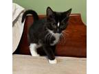 Adopt Emu a Domestic Short Hair