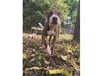 Adopt Gigi a Pit Bull Terrier