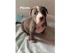 Adopt Pisces a Pit Bull Terrier