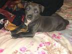 Adopt Aquarius a Pit Bull Terrier