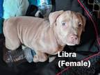 Adopt Libra a Pit Bull Terrier