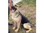 Adopt Sophie a German Shepherd Dog
