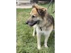 Adopt Jazzy a German Shepherd Dog