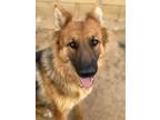 Adopt Crystal a German Shepherd Dog