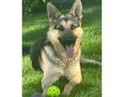 Adopt Saffron a German Shepherd Dog