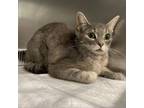 Adopt Diana a Domestic Short Hair