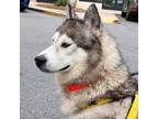 Adopt Popsicle a Husky