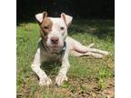 Adopt Polly a Pit Bull Terrier