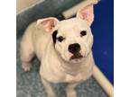 Adopt Leviosa a Staffordshire Bull Terrier