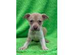 Adopt Fairy Godmother a Mountain Cur, Mixed Breed
