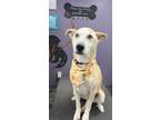 Adopt Bella a Husky
