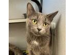 Adopt Chiyo a Domestic Short Hair