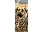 Adopt Callisto a Anatolian Shepherd, Mastiff