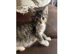 Adopt Right a Domestic Short Hair
