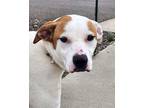 Adopt Waffles a Boxer