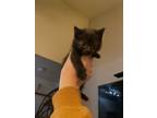 Adopt Chihiro a Domestic Short Hair