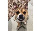 Adopt Beatrix a Staffordshire Bull Terrier