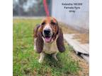 Adopt Kaleisha a Basset Hound