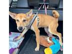 Adopt Dennisa a Shiba Inu