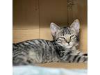Adopt PVAS-Stray-pv5928_5 a Domestic Short Hair