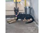 Adopt Odessa a German Shepherd Dog