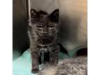 Adopt Trixie a Domestic Short Hair